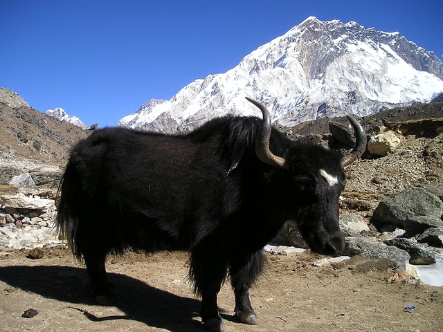 aventure au Népal